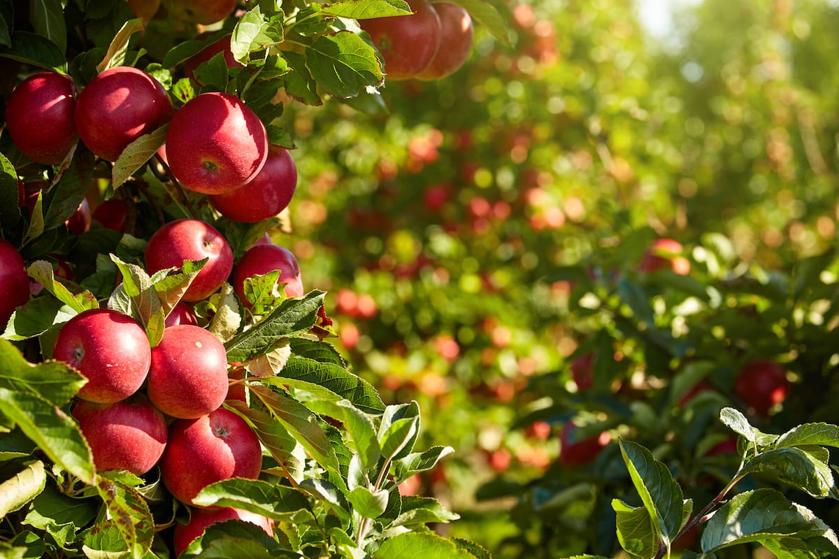 Best apple orchards in West Virginia