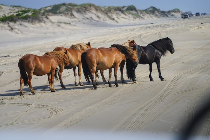 Corolla Wild Horse Tour