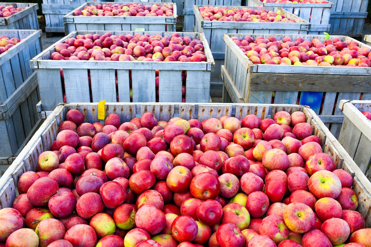 West Virginia apple orchards and farms