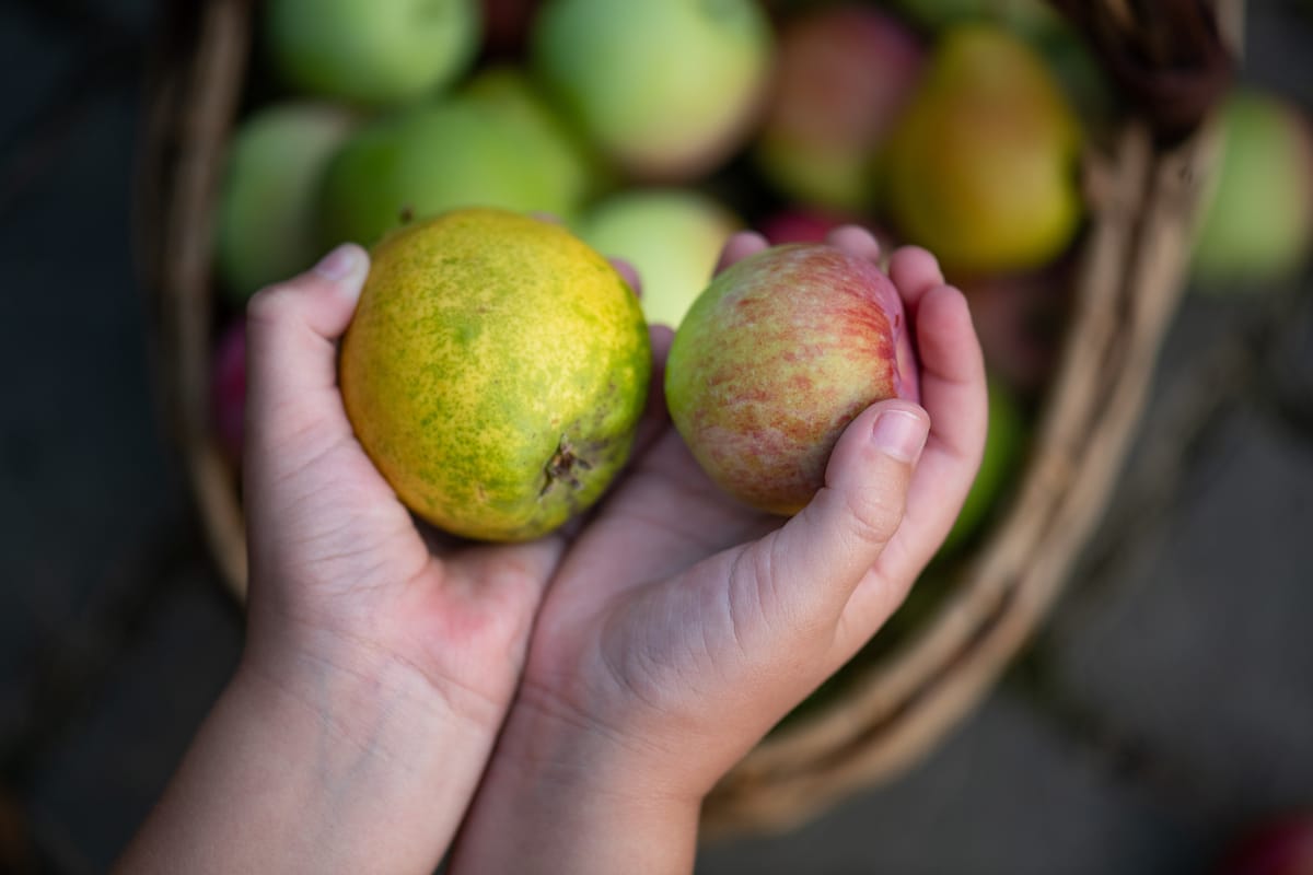 Where to buy apples in WV