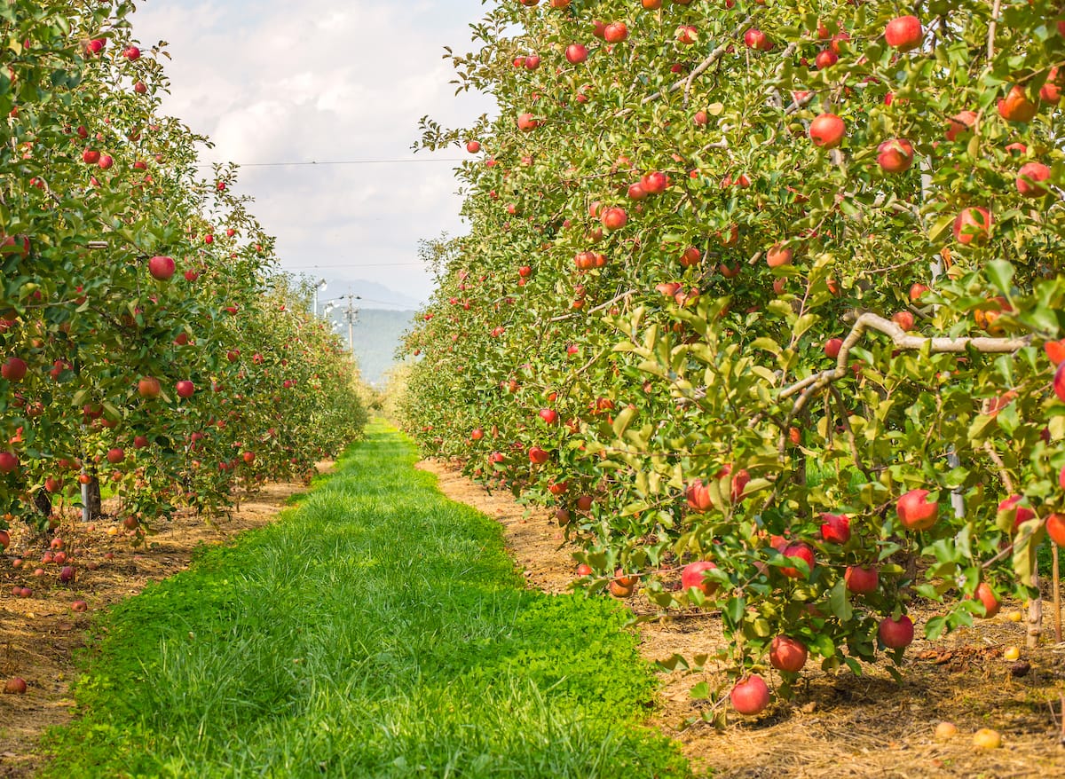 Where to go apple picking in West Virginia