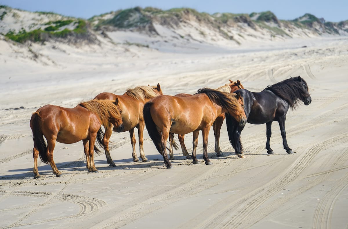 Wild horse during winter in the Outer Banks