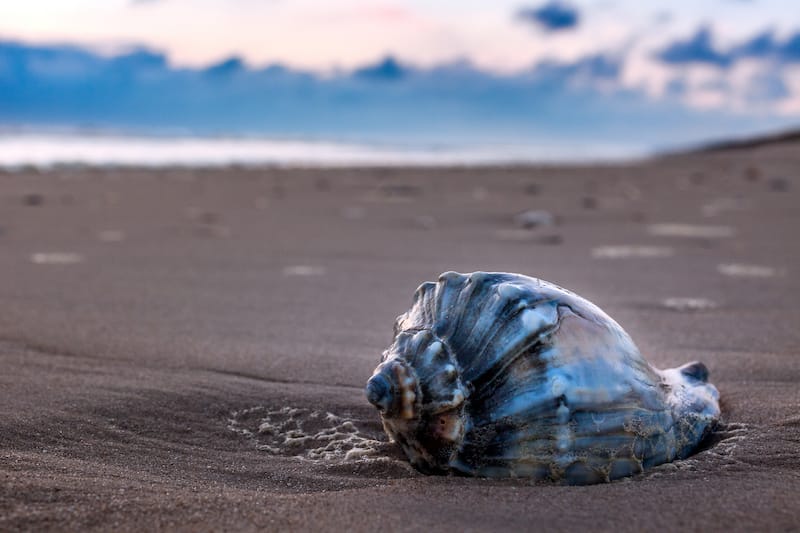 Photographing shells in the Outer Banks