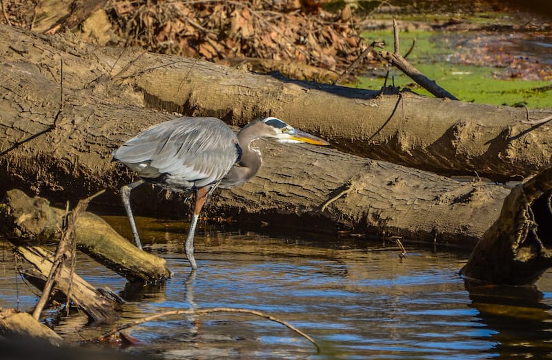 Brandywine Creek State Park