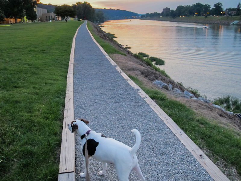 Taking my dog on a walk at the riverfront