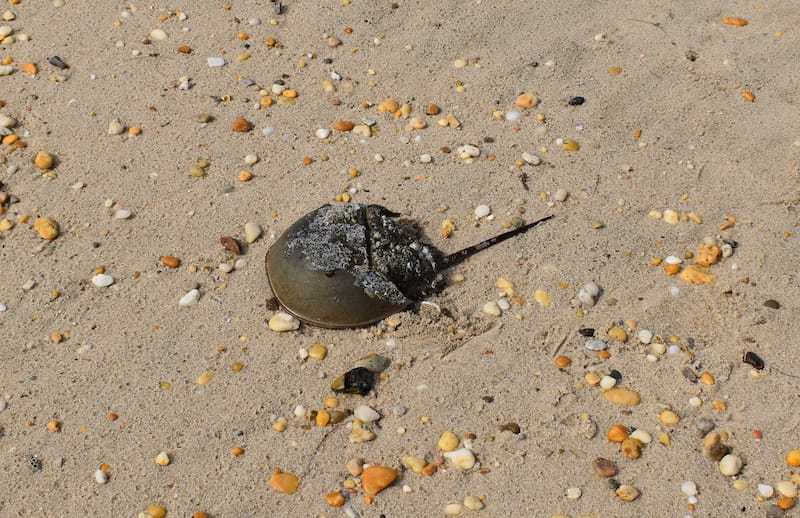 Horseshoe crab on Slaughter Beach