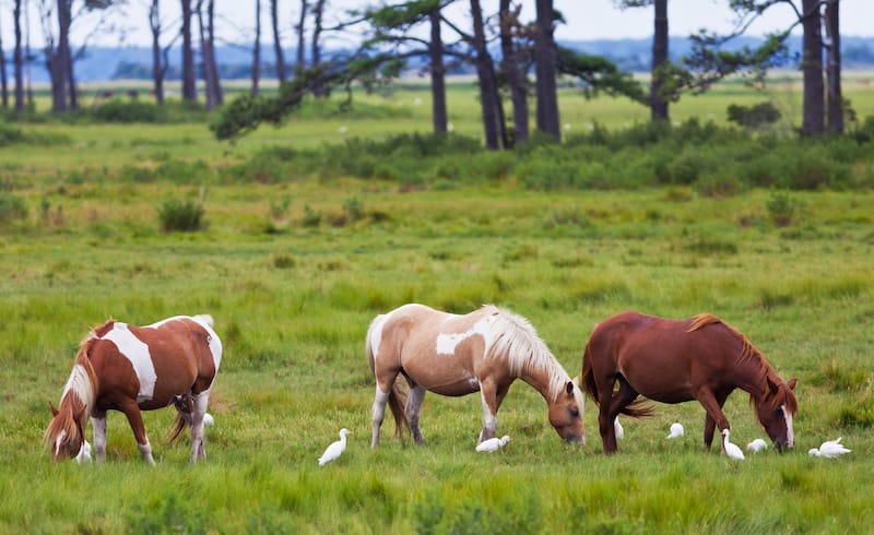 Chincoteague