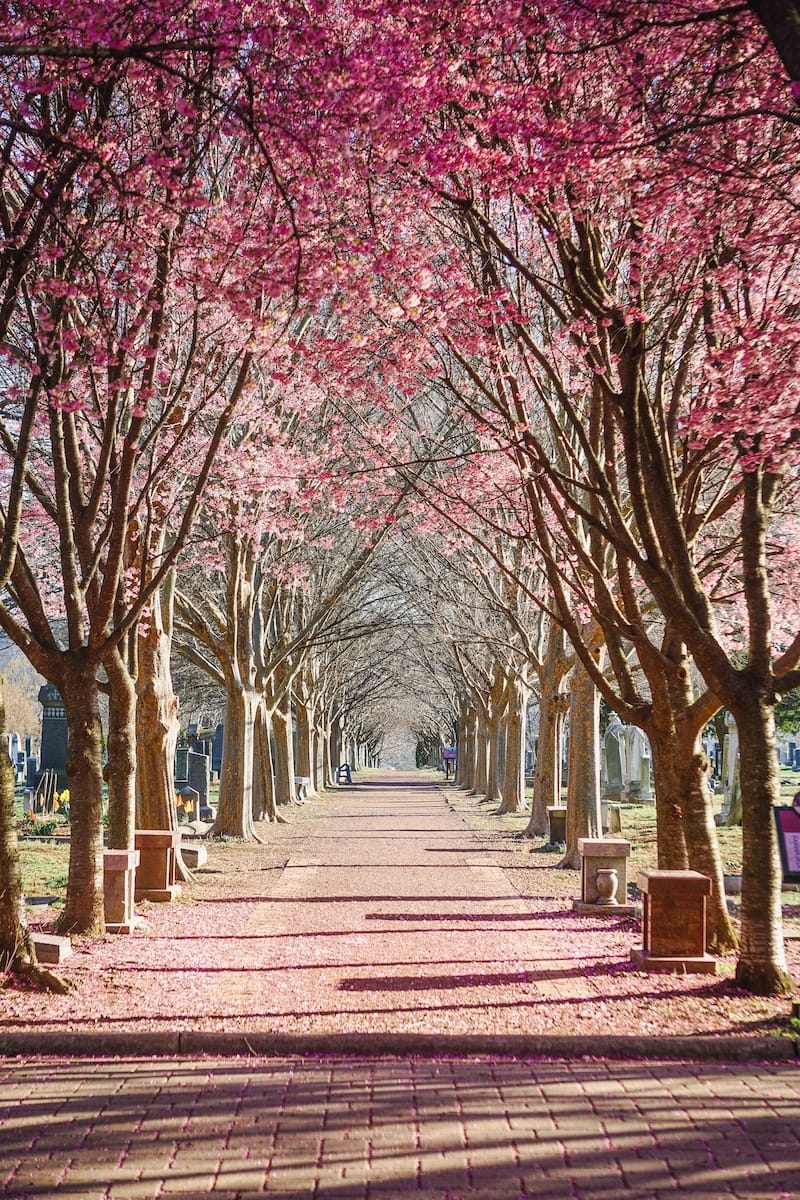Congressional Cemetery in spring